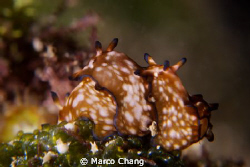 nudi by Marco Chang 